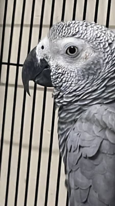 African grey Parrot 0