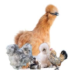 Buff silkie splash silkie ,white silkie chicks 2 month 03214099538