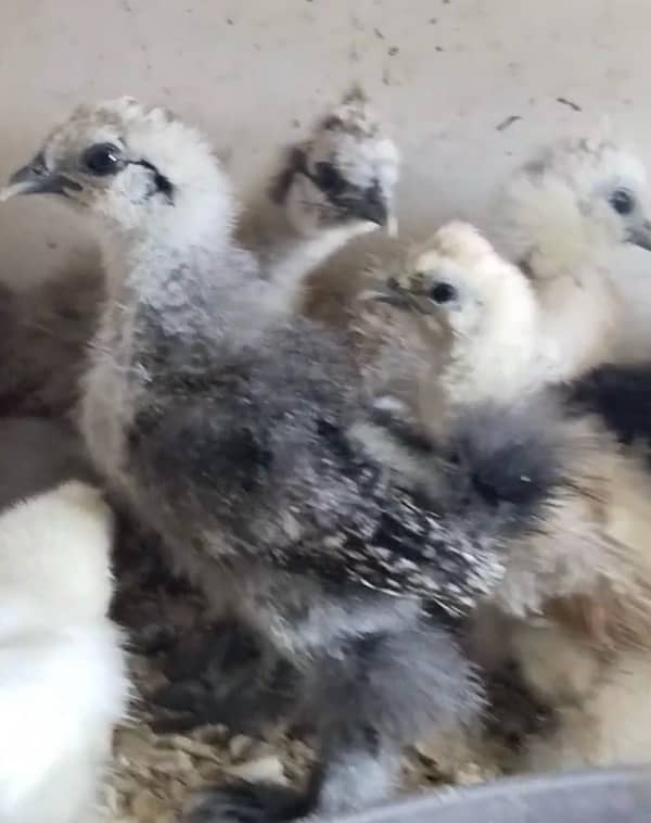 Buff silkie splash silkie ,white silkie chicks 2 month 03214099538 2