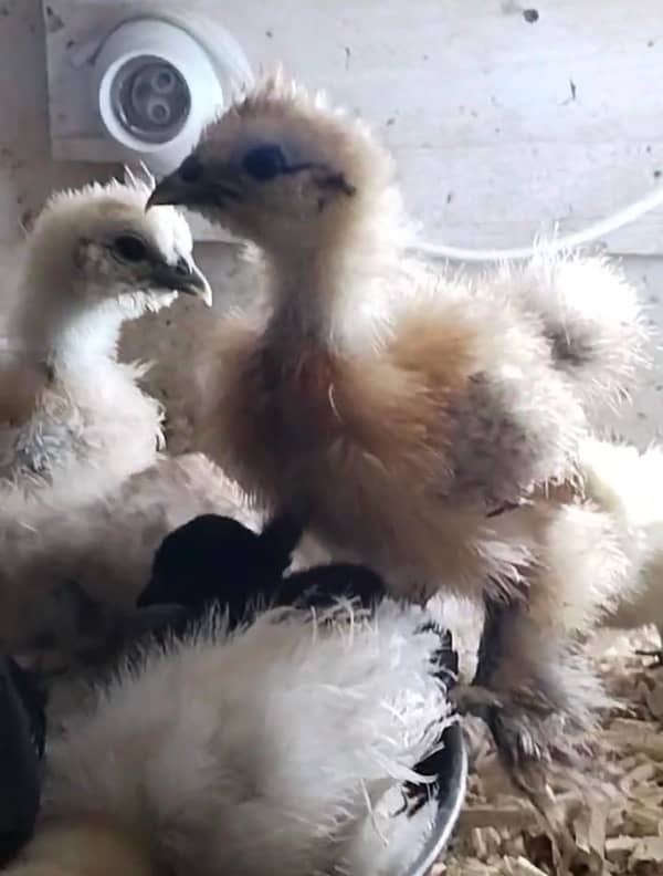 Buff silkie splash silkie ,white silkie chicks 2 month 03214099538 3