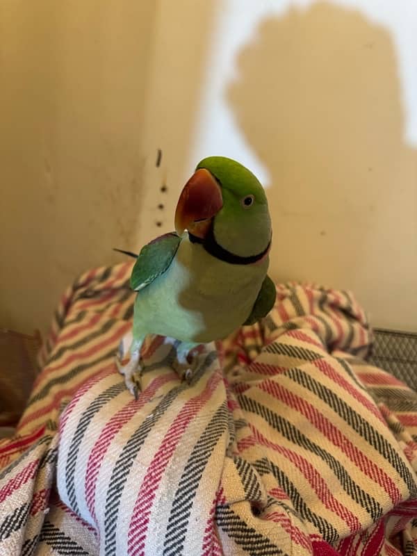 raw parrot for sale 0