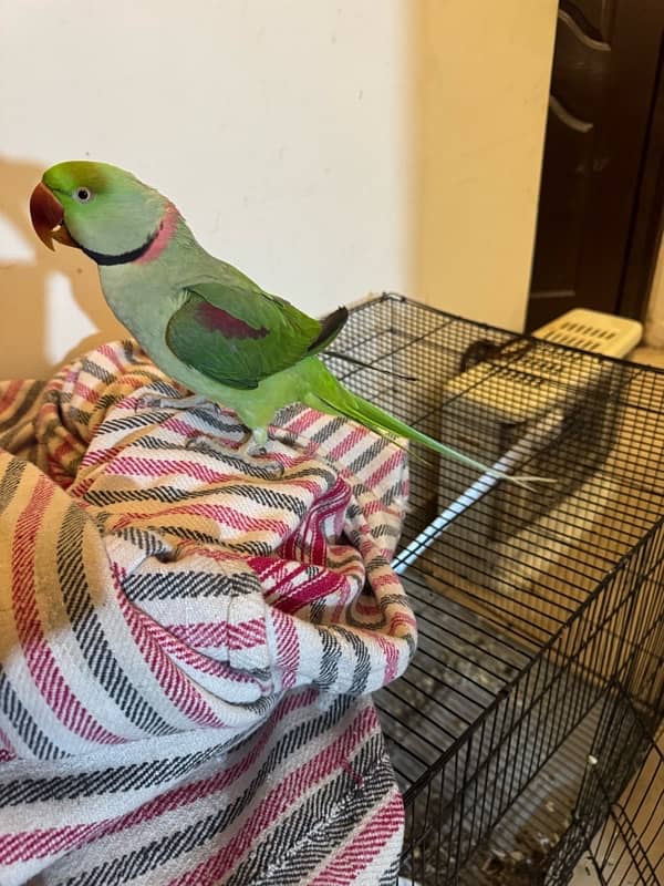 raw parrot for sale 1