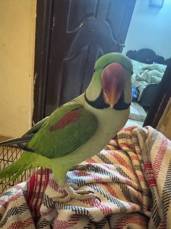 raw parrot for sale 2