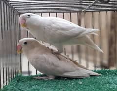 love birds