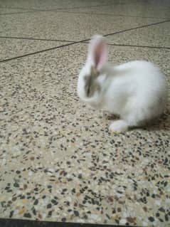 3 Mix Gender Bunny Babies for Sale