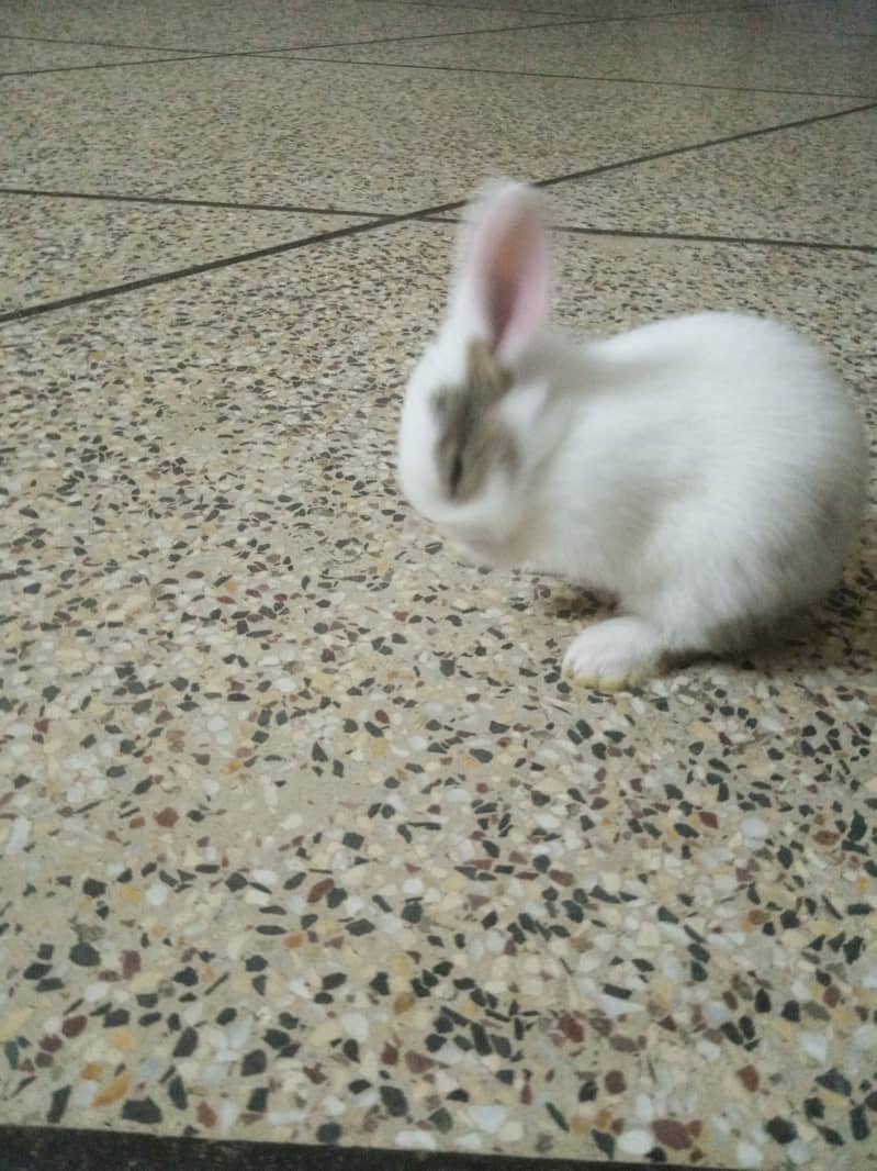 3 Mix Gender Bunny Babies for Sale 0