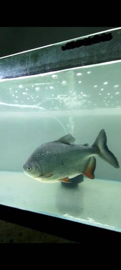 Pacu Fish size 13 14 inch Available