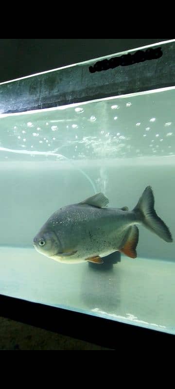 Pacu Fish size 13 14 inch Available 0