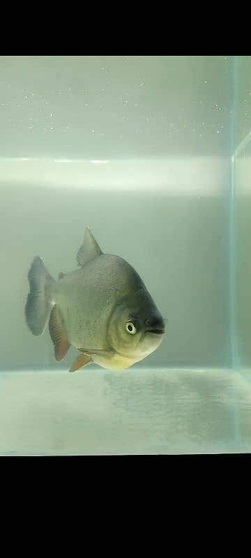 Pacu Fish size 13 14 inch Available 2