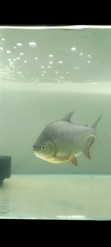 Pacu Fish size 13 14 inch Available 5