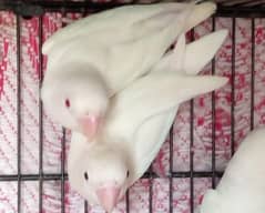 albino