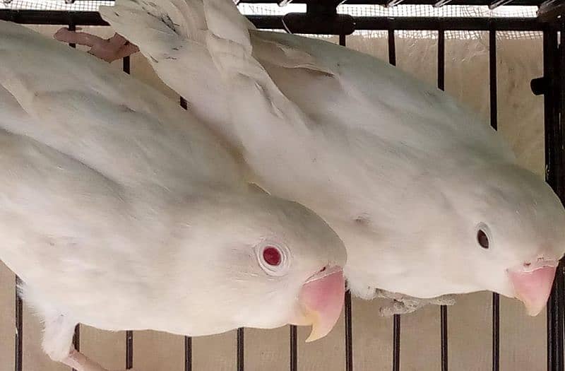 albino red eye pair and decino to albino red eye 1