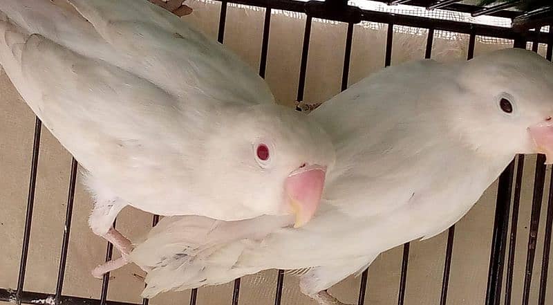 albino red eye pair and decino to albino red eye 2