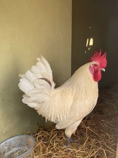 Pure White Murga Cock