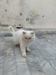 Persian cat