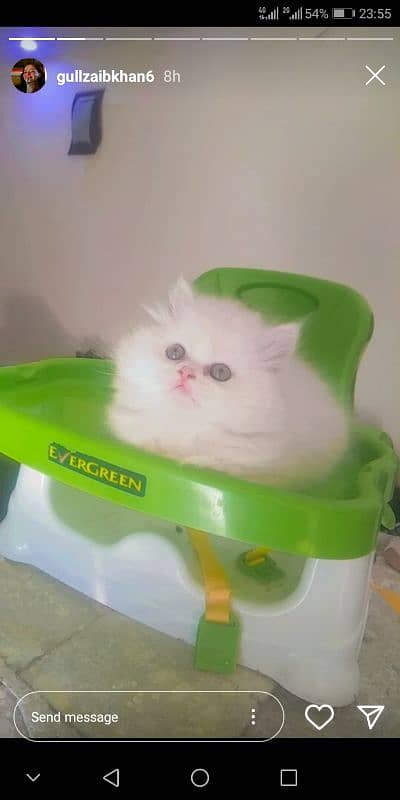 White Persian Cat 0