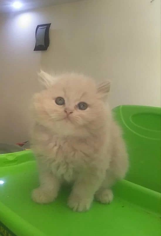 White Persian Cat 1