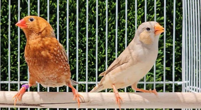 Exotic Finches 2