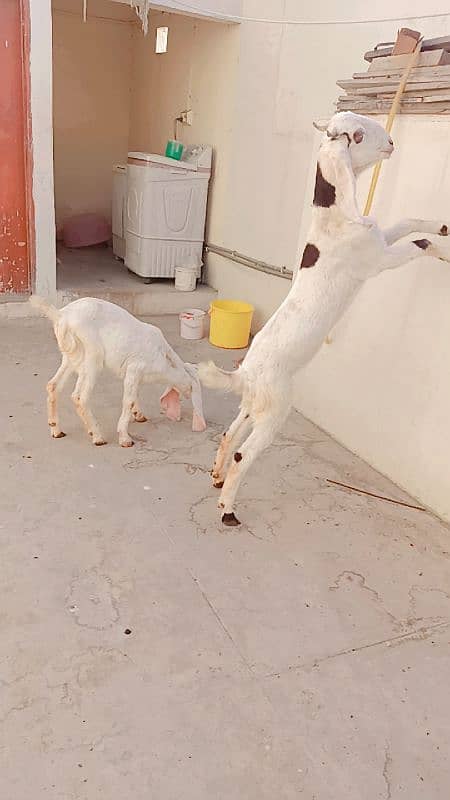 2 dant tapri females for sale 11