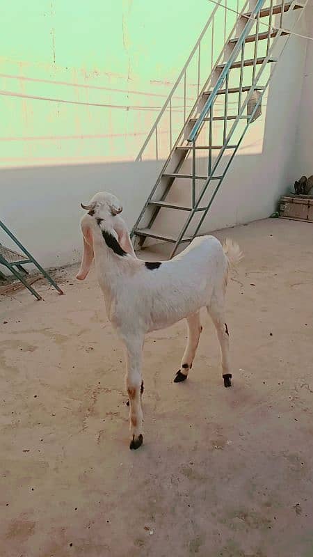 2 dant tapri females for sale 14