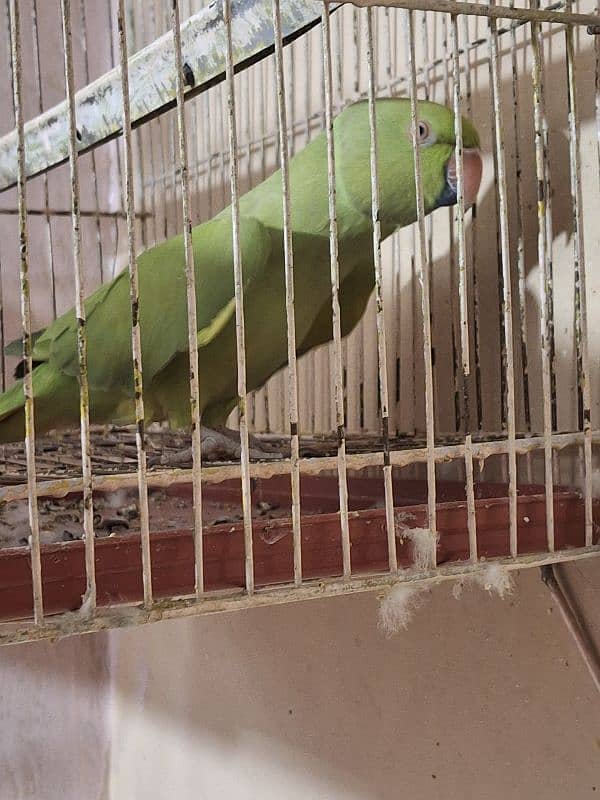 Green Parrot 0