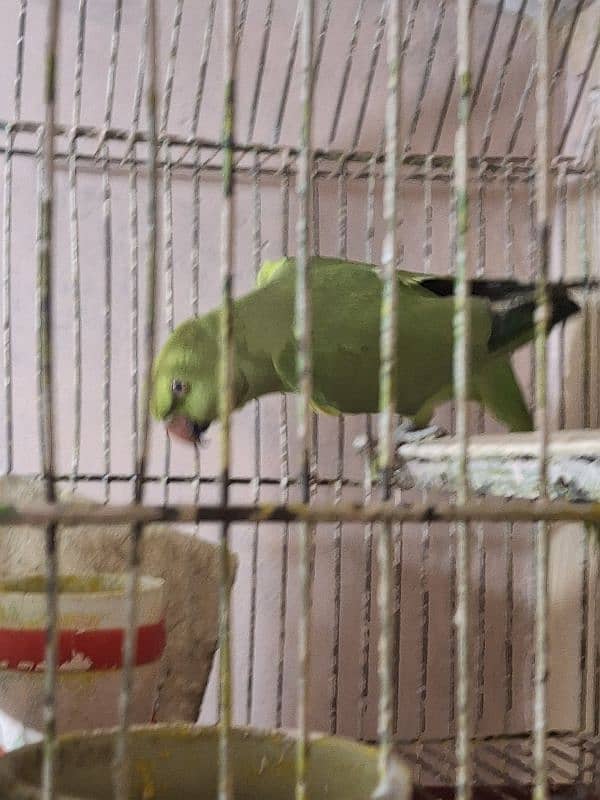 Green Parrot 1