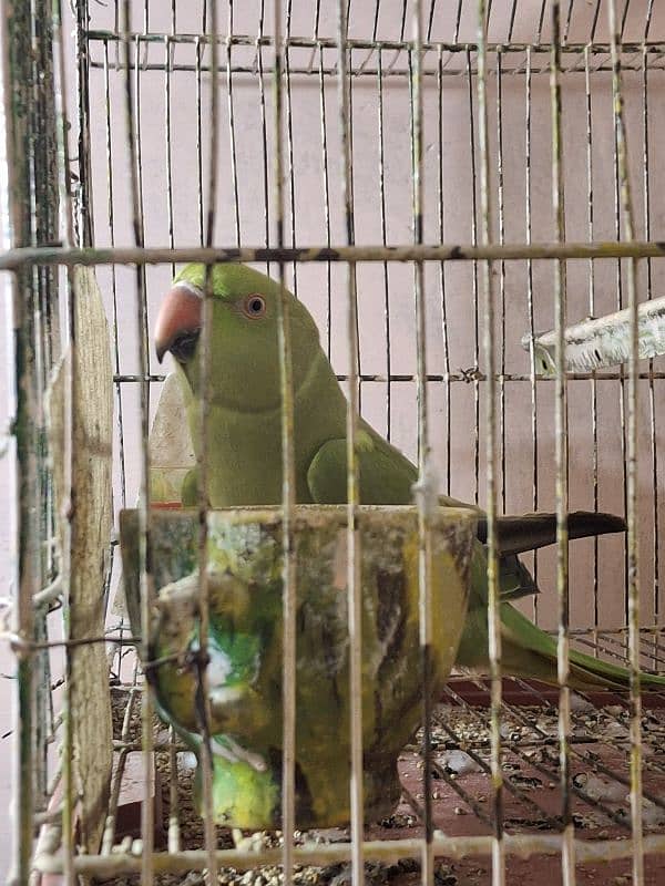 Green Parrot 2