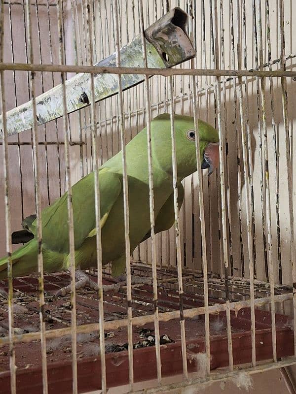 Green Parrot 3