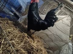 Pure Australorp Male AVAILABLE