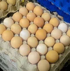 Fertile eggs of Astrolop RIR and Misri original breed