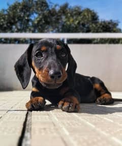 dachshund orignal 2.5 month ‪+44 7387 054168‬ whtsapp