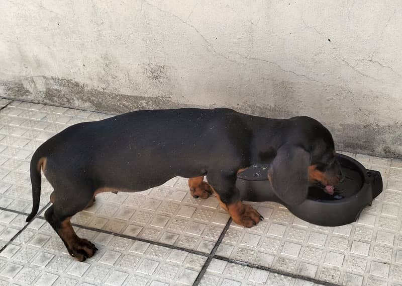 dachshund orignal 2.5 month ‪+44 7387 054168‬ whtsapp 1