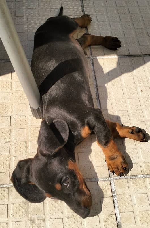 dachshund orignal 2.5 month ‪+44 7387 054168‬ whtsapp 2