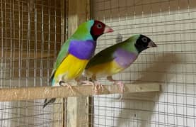 Common Gouldian Finch Breeder Pair