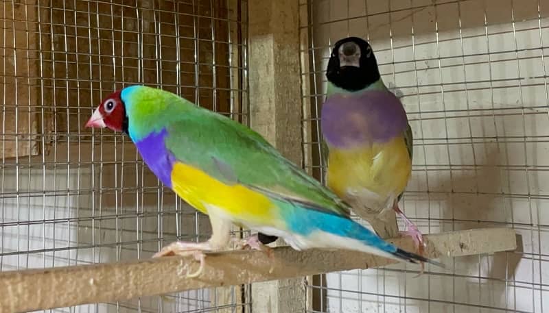 Common Gouldian Finch Breeder Pair 1