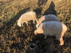 3 sheeps for sale