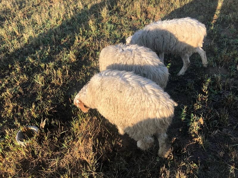 3 sheeps for sale 2