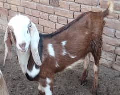 2 dant bakra for sale qurbani 2025