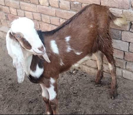 2 dant bakra for sale qurbani 2025 1