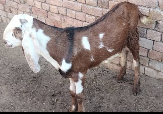 2 dant bakra for sale qurbani 2025 2