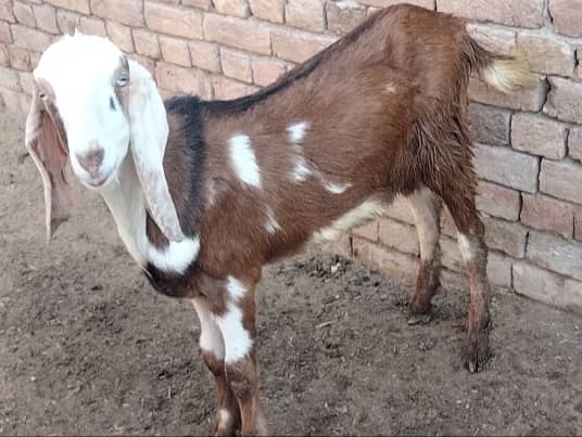 2 dant bakra for sale qurbani 2025 3