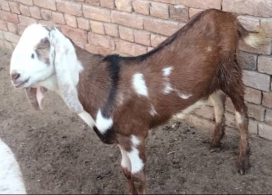 2 dant bakra for sale qurbani 2025 4