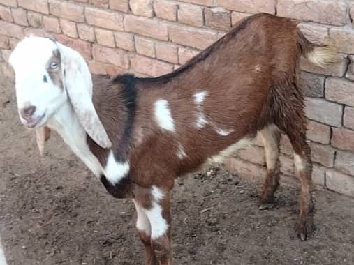 2 dant bakra for sale qurbani 2025 5