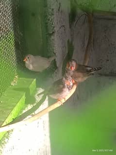 3 pair mutation finch