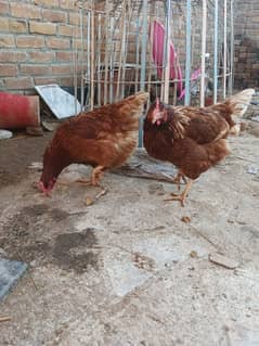 desi hens