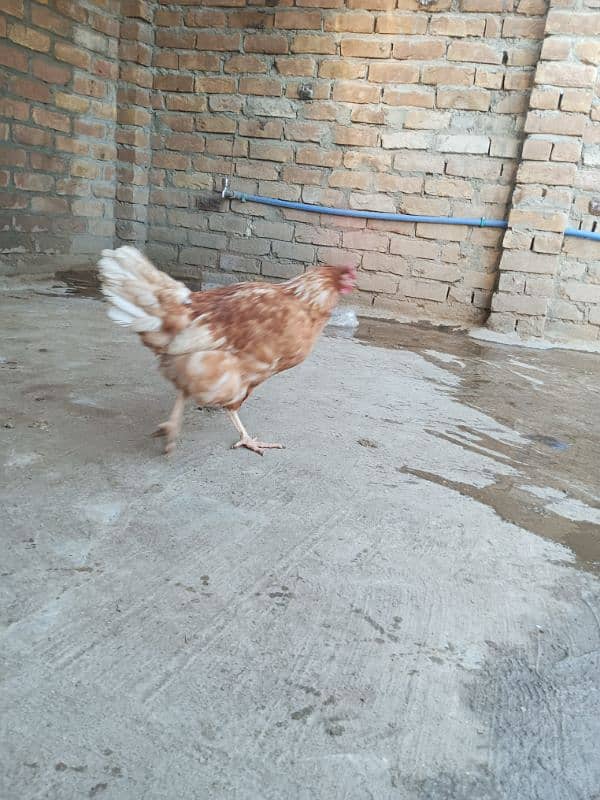 desi hens 1