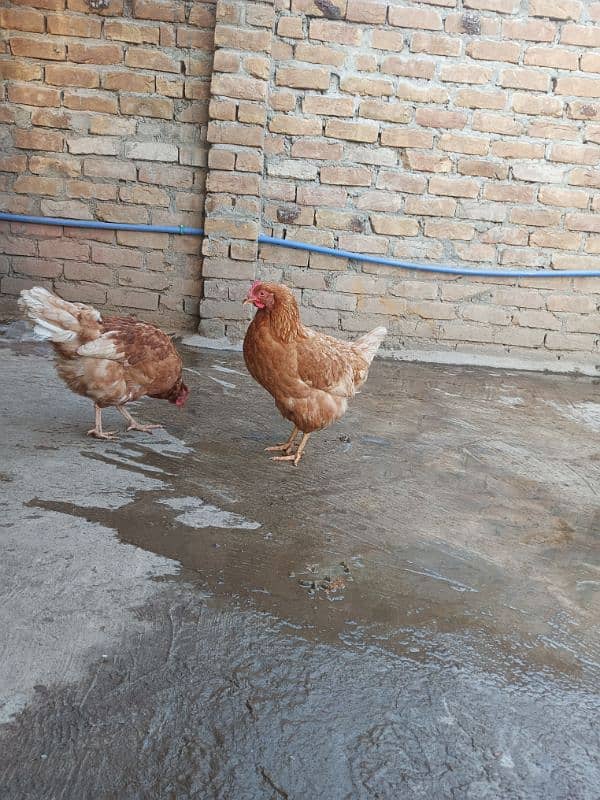 desi hens 2