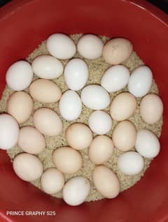 Desi Egg's For Sale