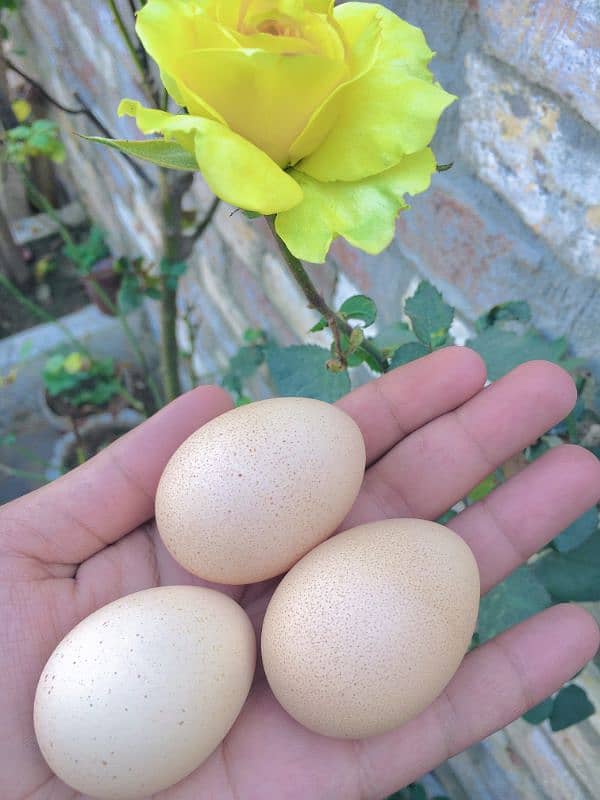 Desi Egg's For Sale 2