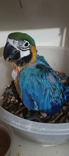 MACAW Blue n Gold chick's